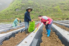 河池烟草：党建引领夯根本 履职尽责显担任